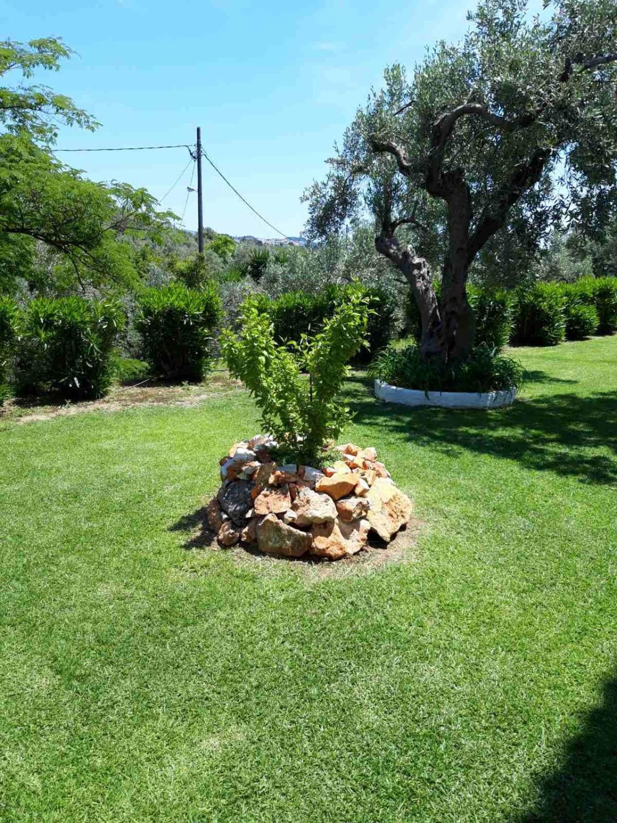 Olive Grove Studios Megali Ammos  Exterior photo